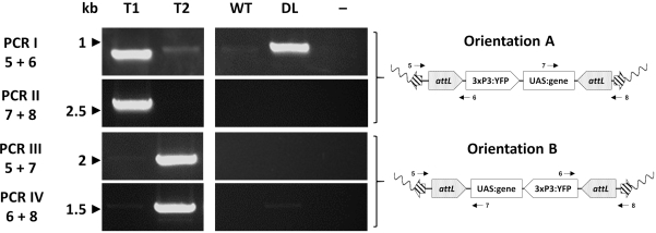 PCR analysis gel image showing DNA band patterns for orientations A and B with genetic diagrams.