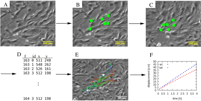 figure-protocol-2 Cell tracking process; time-lapse microscopy, data analysis, cell displacement graph, microscopy setup.