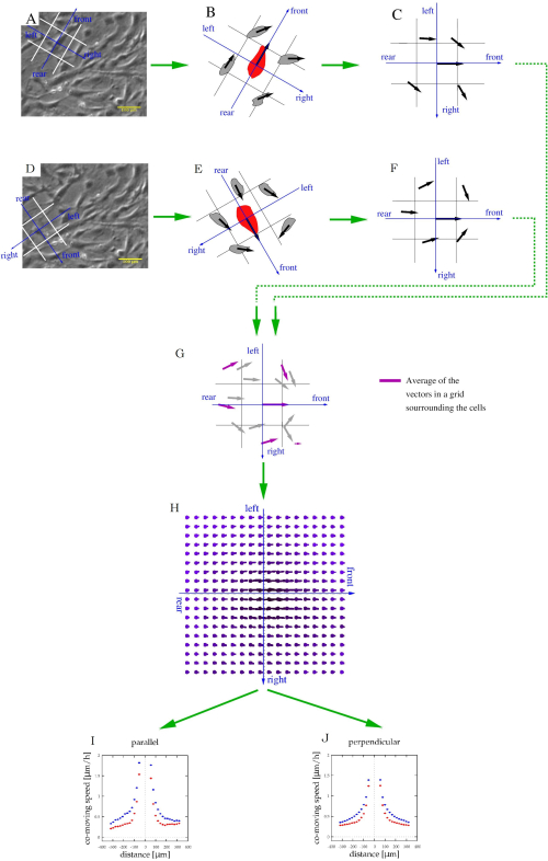 figure-protocol-7 Cellular flow analysis diagram with vector grids; shows parallel/perpendicular component charts.