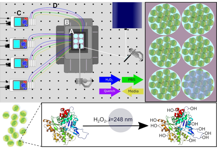 Spectroscopy system diagram with H2O2-induced protein change, media flow, and microplate setup.