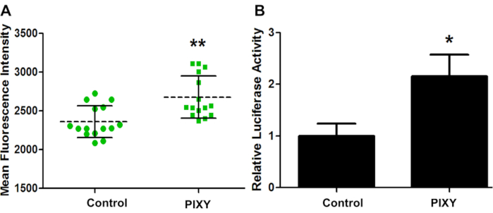fluorescence intensity and luciferase activity bar graph comparison; statistical data analysis