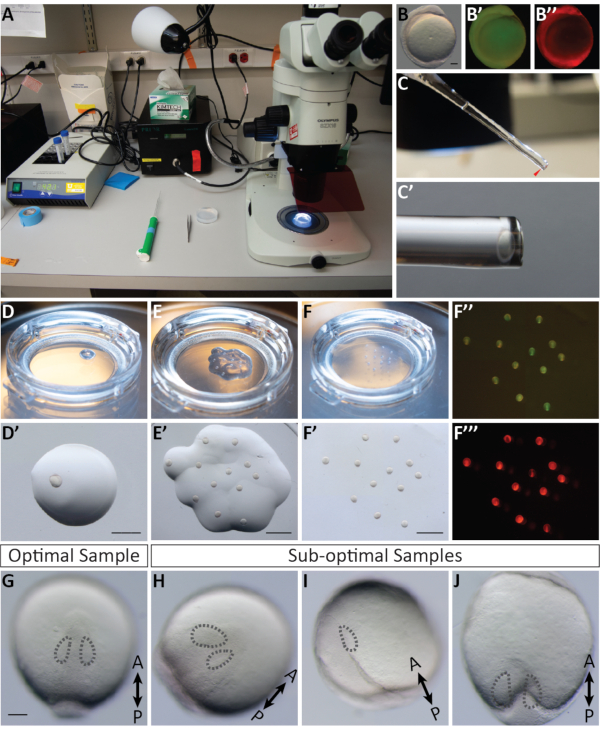 Microscopy setup for analyzing zebrafish embryo samples; includes fluorescence imaging results.