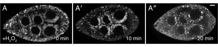 Peroxide effect on tissue over time; fluorescence microscopy image series; oxidative reaction analysis.