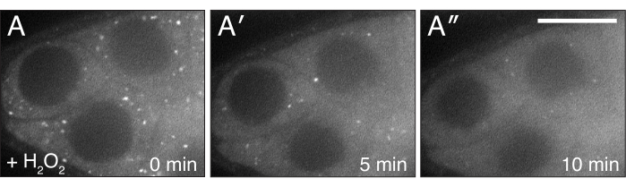 Time-lapse microscopy of cells with H2O2 treatment showing oxidative stress over 10 minutes.