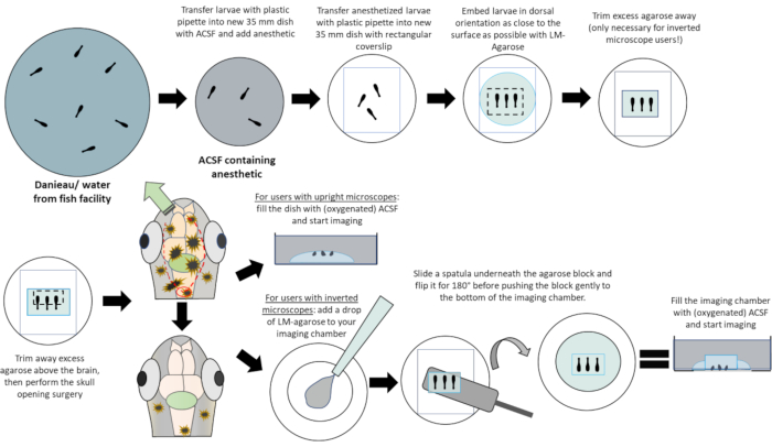 figure-protocol-1
