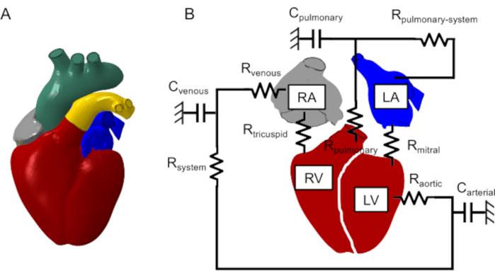 figure-results-2 Heart model and electrical circuit diagram showing blood flow resistance and capacitive behavior.