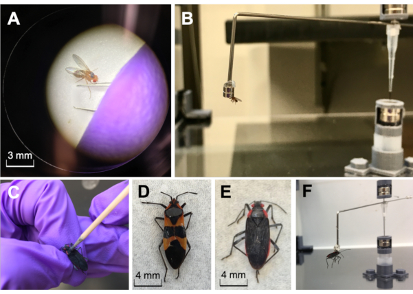 Microforce testing on insects; diagrams show setup for force measurement, scale 3-4 mm insects.