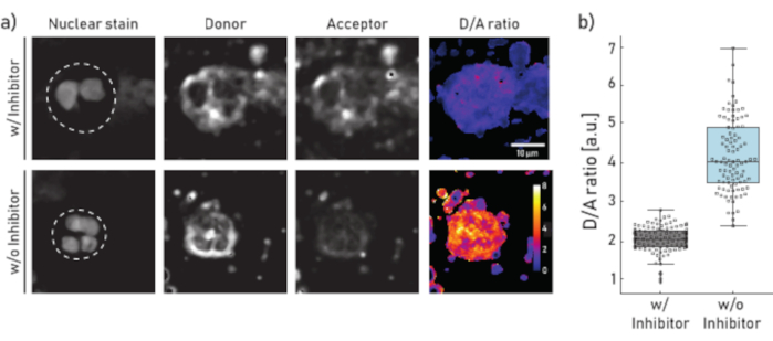 Fluorescence microscopy image and box plot, donor-acceptor, D/A ratio, w/ and w/o inhibitor analysis.