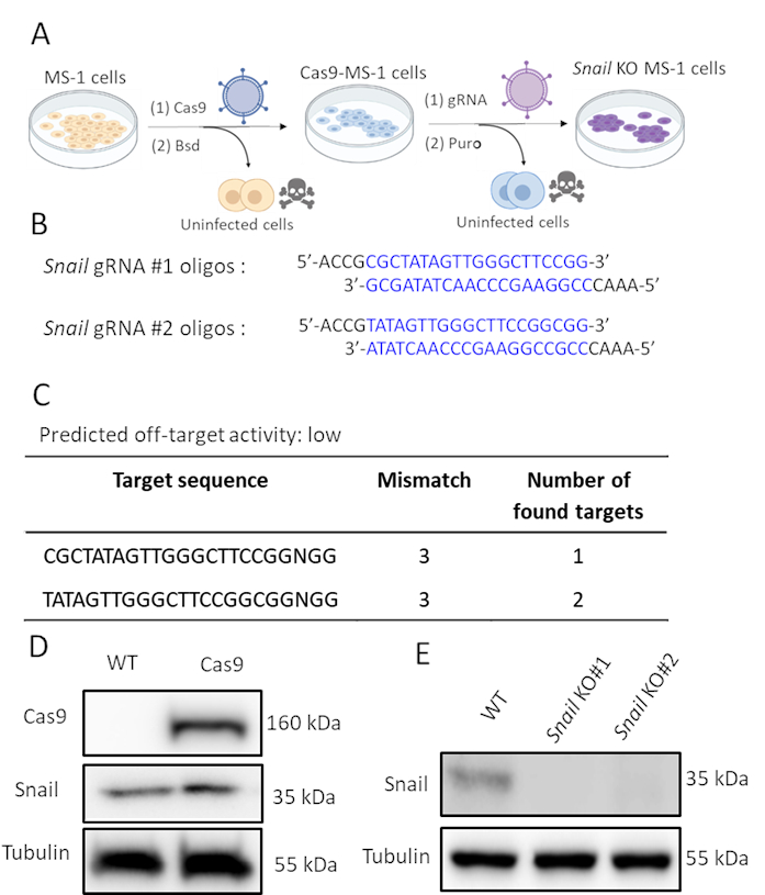 CRISPR gene editing diagram; Cas9-MS-1 cells; gRNA; low off-target; Western blot; Snail protein analysis.