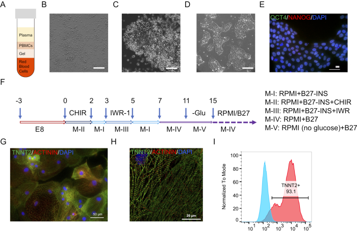 figure-results-1 Stem cell differentiation process; plasma separation, microscopy images, protein markers, flow cytometry graph.