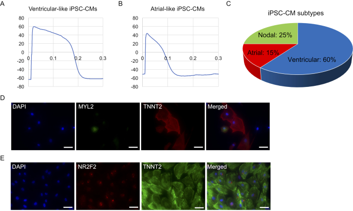 figure-results-2 iPSC-CM action potential graphs, subtype distribution pie chart, and immunofluorescence staining results.