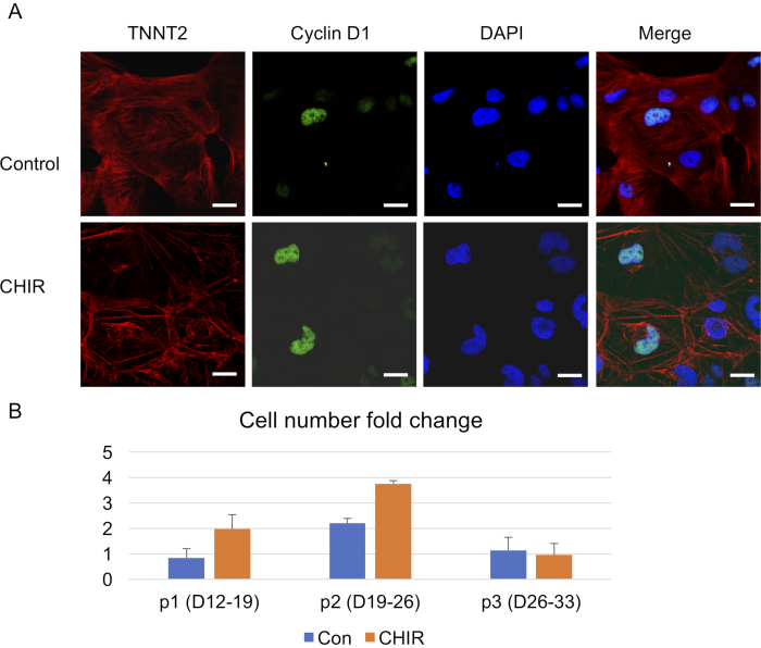 figure-results-3 Immunofluorescence of TNNT2, Cyclin D1 cells; DAPI staining; bar chart of cell number changes.