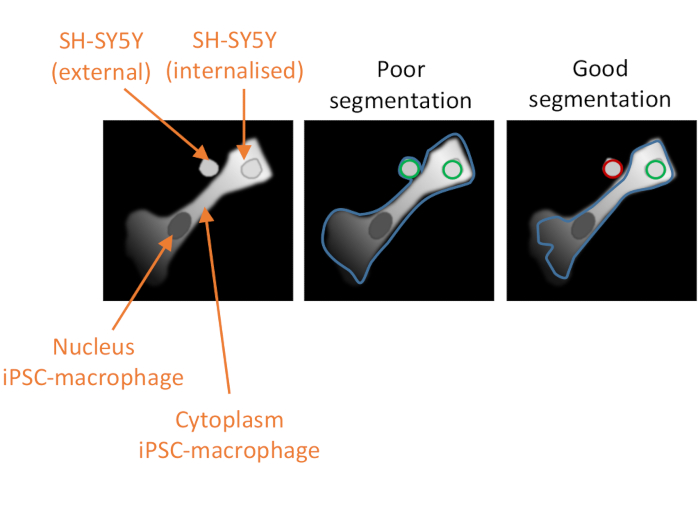 Segmentation comparison in iPSC-macrophage analysis showing SH-SY5Y internalization effectiveness.