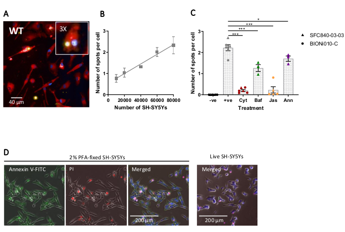Autophagy in SH-SY5Y cells; fluorescence microscopy, cell count graph, treatment results chart.