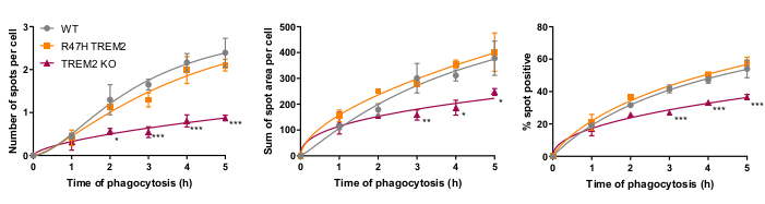 Phagocytosis graphs; WT, R47H TREM2, TREM2 KO; number of spots, area, percent positive; time-based.