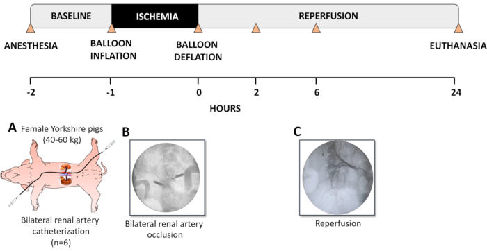 figure-results-1 Renal ischemia-reperfusion experiment diagram; catheter, artery occlusion, reperfusion stages.