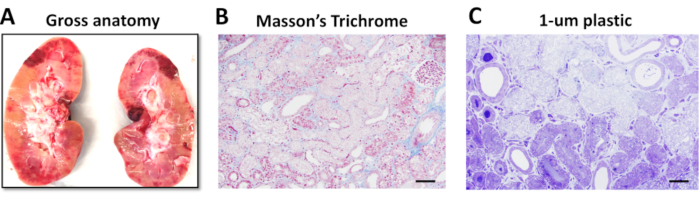 figure-results-3 Kidney anatomy and histology with Masson's Trichrome and 1-um plastic sectioning.