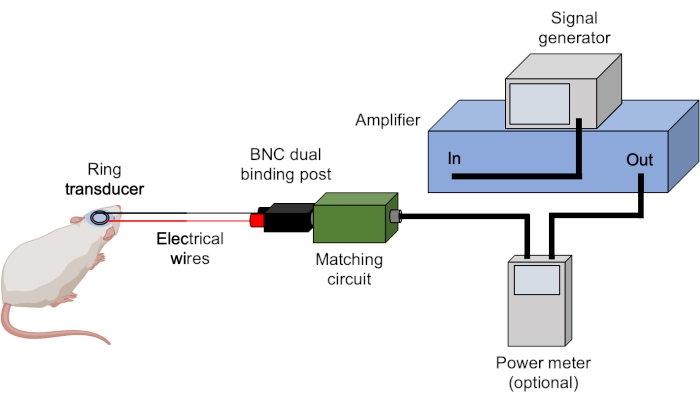 figure-results-3 Ultrasound experiment diagram, mouse-ring transducer setup; signal generation, amplification analysis.