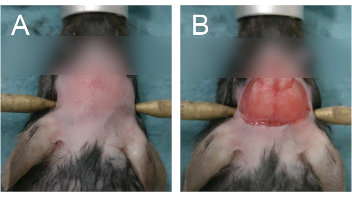 figure-results-4 Rodent surgery process, pre- and post-procedure, anatomical study, medical research experiment.
