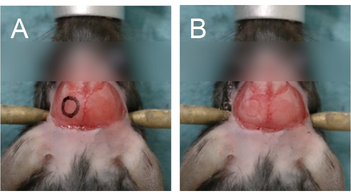 figure-results-5 Cranial surgical procedure in rats; experiment comparing incision marks; preoperative setup.