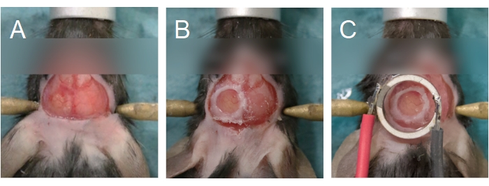figure-results-6 Surgical procedure images, steps A-C for cranial window placement in rodent model for brain research.