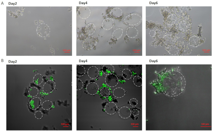 figure-results-4 Cell culture development stages; microscopy images; growth assessment over days 2, 4, and 6.