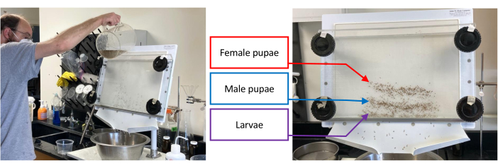 Insect pupae separation process using a mesh separator; larvae differentiation experiment setup.