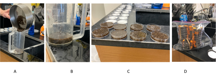 Soil filtration experiment: sieving soil, settling in graduated cylinder, petri dishes, storage setup.