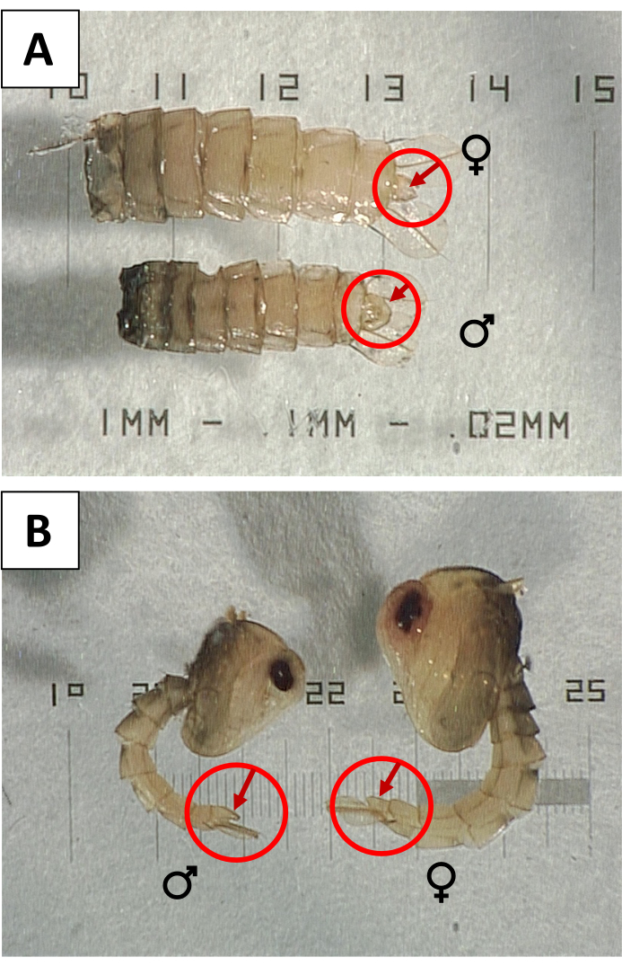 Mosquito larva sex differentiation, male vs. female, microscopy image with scale, genital segments.