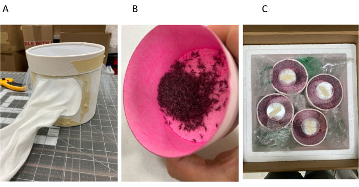 Schematic setup of insect collection using suction trap, specimens, and container for analysis.