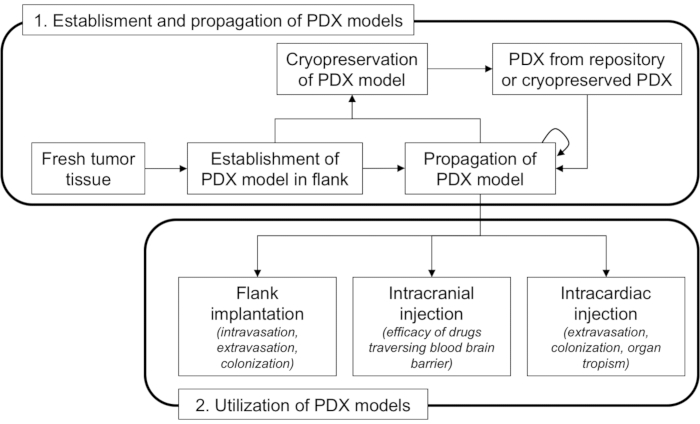 figure-results-1 PDX model diagram; tumor tissue to PDX steps; flank, intracranial, intracardiac implant methods.