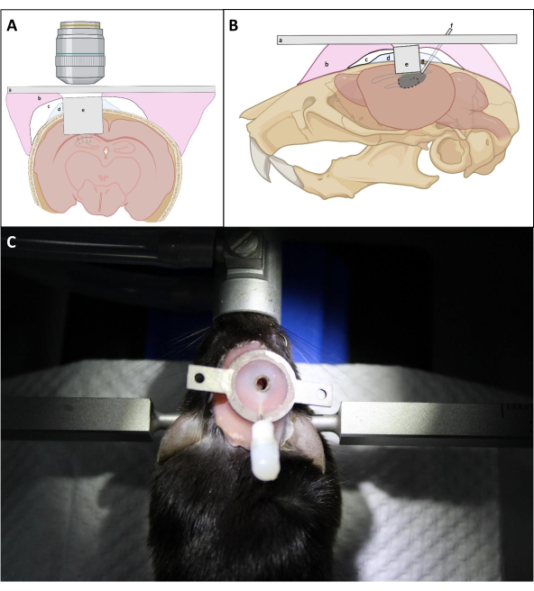 Installation de chirurgie stéréotaxique sur un rat ; Schéma et procédure pour un ciblage précis du cerveau.
