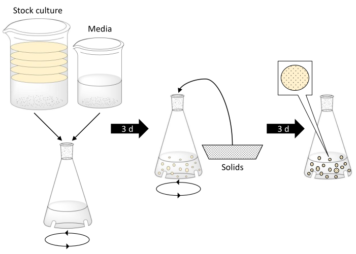 figure-protocol-1 Fermentation process diagram; stock culture to solid separation in Erlenmeyer flasks over 3 days.