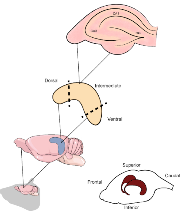 Hippocampal brain region diagram; CA1, CA3, DG regions; dorsal, ventral orientations labeled.