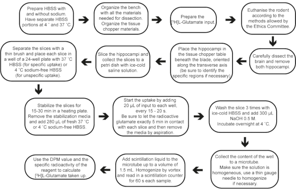 Flowchart depicting tissue preparation, [3H]-Glutamate uptake experiment; step-by-step procedure.
