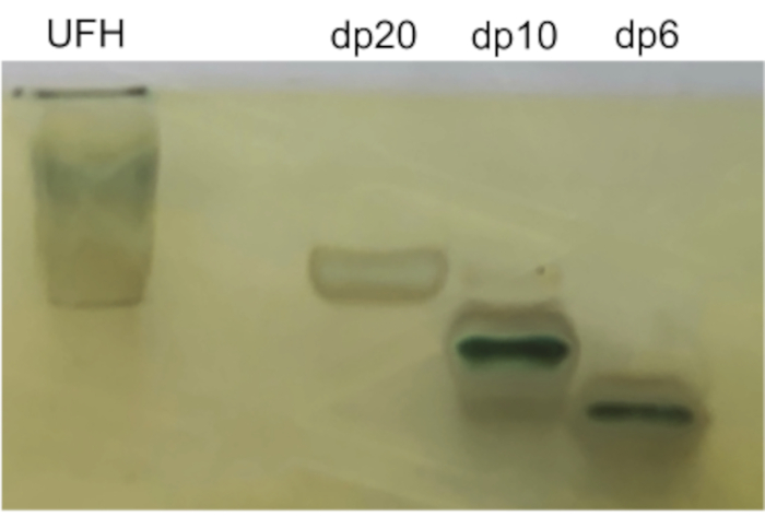 figure-results-1 Electrophoresis result showing UFH, dp20, dp10, dp6; gel bands indicating sample separation.