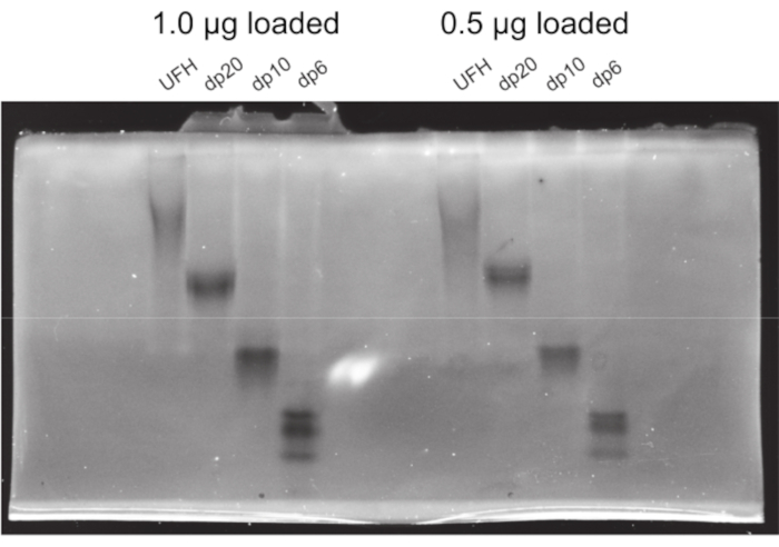 figure-results-2 Gel electrophoresis results, DNA separation, lane comparison, 1.0µg vs 0.5µg loaded samples.