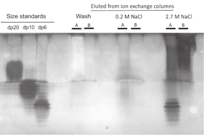 figure-results-3 Ion exchange chromatography result; gel electrophoresis shows protein elution at varying NaCl concentrations.
