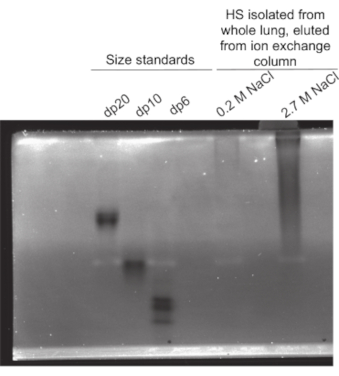 figure-results-4 Electrophoresis gel showing size standards and lung HS elution from ion exchange column.