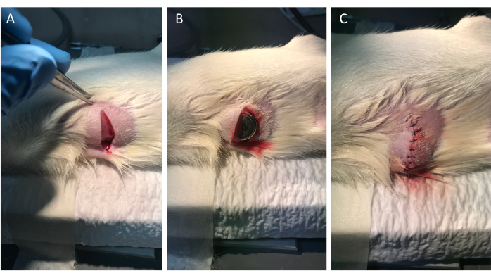 Surgical wound closure process; experimental procedure on animal skin; suturing technique demonstration.