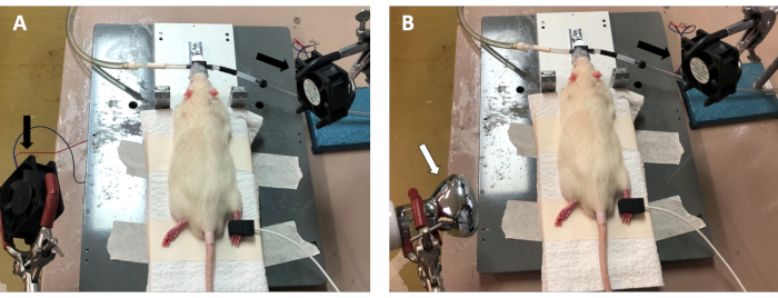 Rat experiment setup for optical excitation; comparison study; shown in two states with equipment.