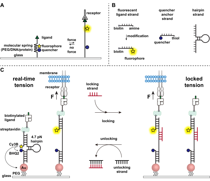 figure-introduction-1 Molecular tension analysis; DNA-PEG setup with receptor-ligand binding diagram; fluorescence study.