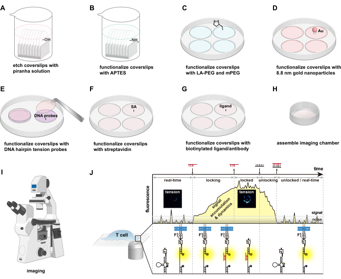 figure-results-2 Coverslip functionalization process diagram: nanoparticle addition, DNA probes for fluorescence imaging.