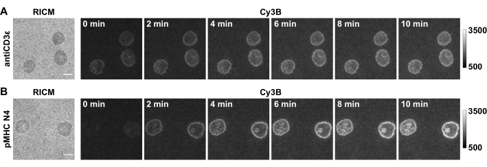 figure-results-4 RICM and Cy3B fluorescence images, antiCD3ζ and pMHC N4 interaction, time-lapse analysis.