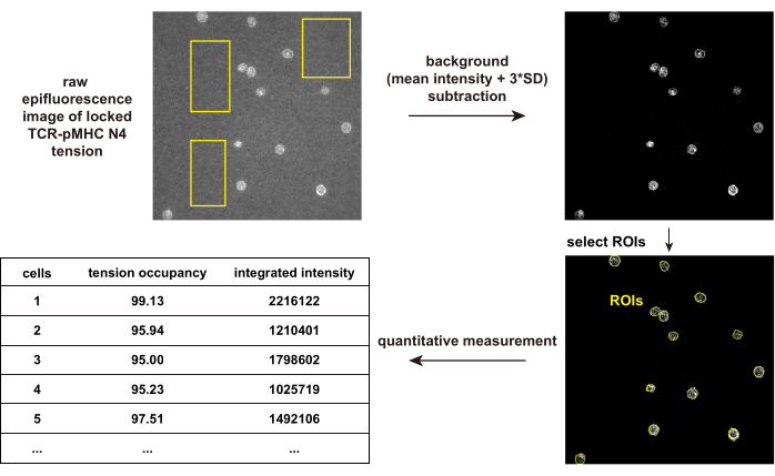 figure-results-5 Epifluorescence microscopy analysis, TCR-pMHC N4 tension measurement, ROI selection, data quantification.