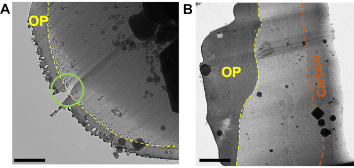 figure-results-3 TEM images, nanoparticle distribution in carbon overlay; contrast highlights particle boundaries.