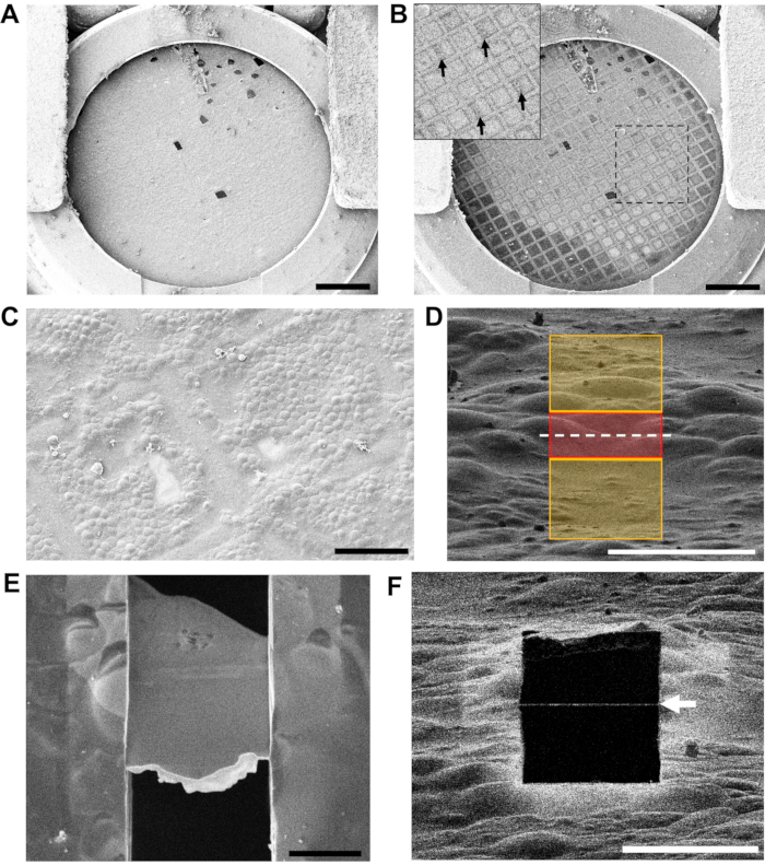 figure-results-4 Cryo-EM grid preparation analysis; vacuum filtration system, focusing on nanoparticle distribution.