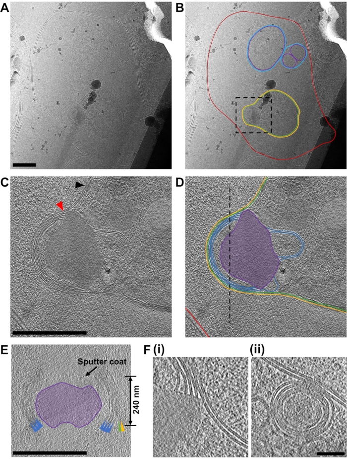 figure-results-7 Cryo-EM tomography images of cellular structures, annotated with segmentation and measurement details.