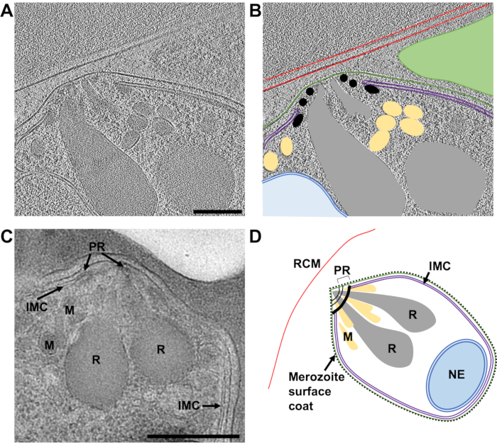 figure-results-8 Merozoite structure diagrams and microscopy images show parasitic organelles and surface coat details.