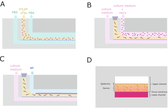 Skin culture diagram with pre-gel and cell layers in microfluidic setup for tissue engineering.